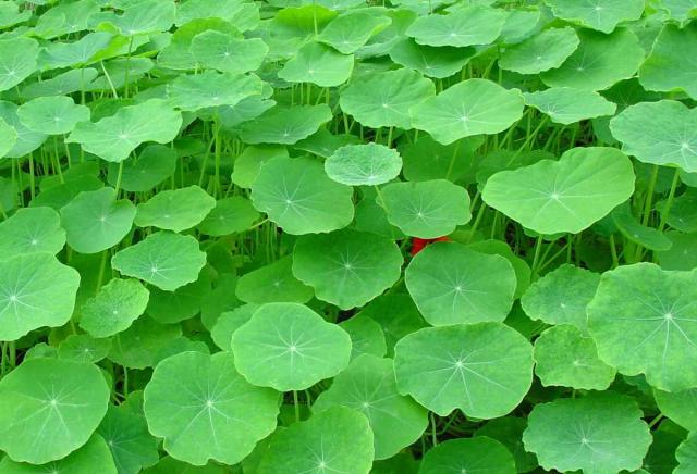 Tuber nasturtium and other tuber plants don't need work
