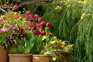 Tulip is the focus of April, with amazing blooms