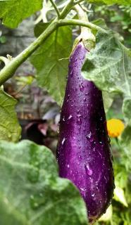 Violette longue 2 is a highly productive organic eggplant variety