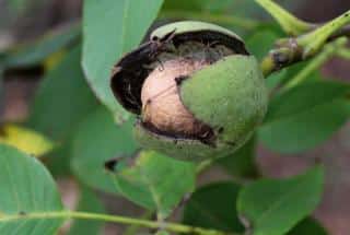 Walnut on the tree in its opened hull