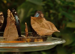 Water in a shallow dish with slices of fruit attracting rare butterflies