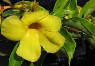 Watering allamanda is crucial the first year, and when in pots