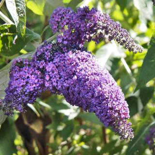 Watering will keep your buddleia blooming