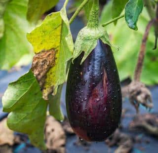 Water your eggplant every two-three days