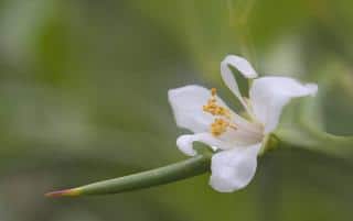 Yuzu flower and spike