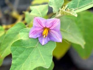 Timing is everything: water this eggplant either morning or evening