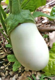 Caring for white eggplant