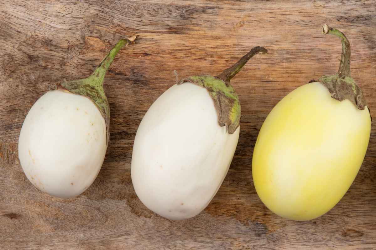 White eggplant varieties