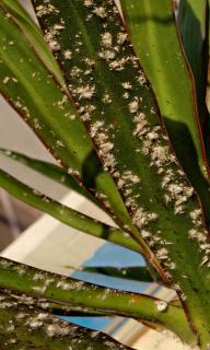 White spots on dracaena dragon plant leaves