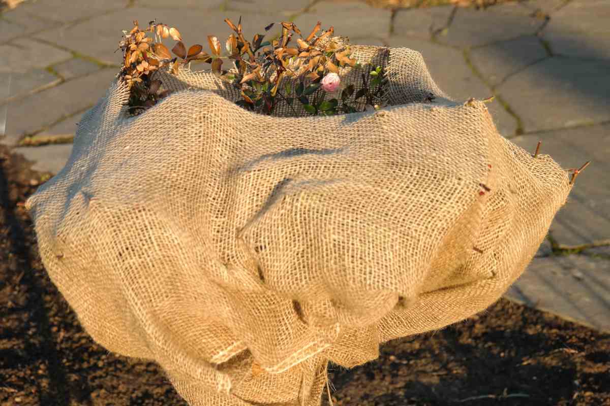 Winterizing plants, here with burlap, greenhouses, and other shelters