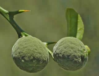 Caring for yuzu from watering to pruning