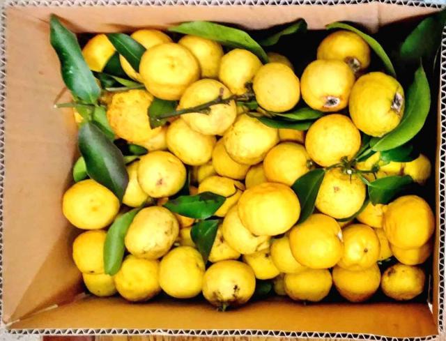 Hartvest of yuzu in a carton