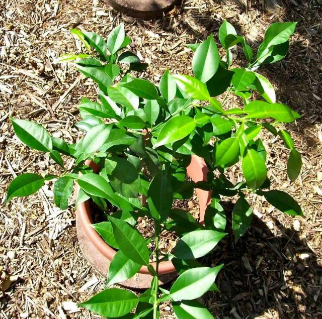 Potted yuzu, thriving