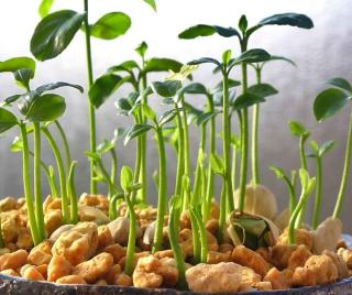 Propagate yuzu through seeds