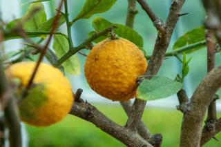 Yuzu planting