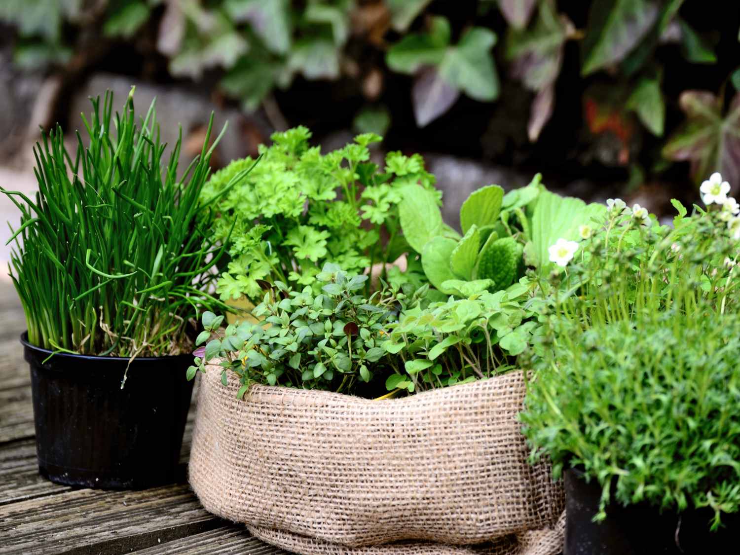 Best herbs for garden