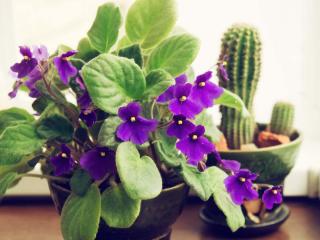 African violet