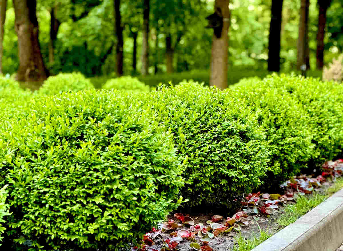 Boxwood