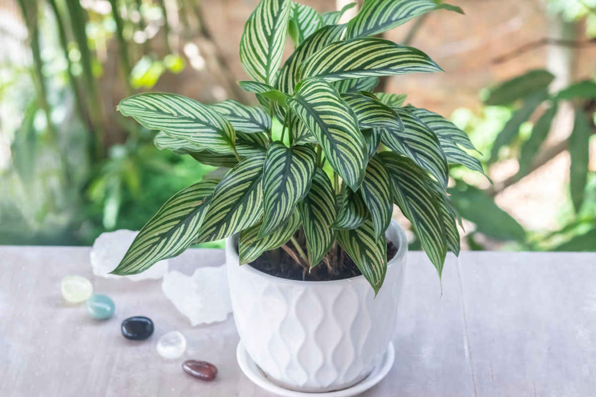 Calathea houseplant