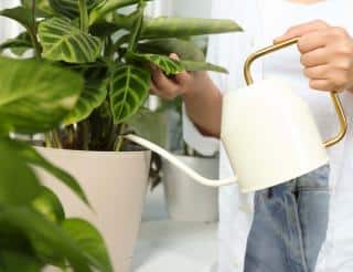 Calathea watering