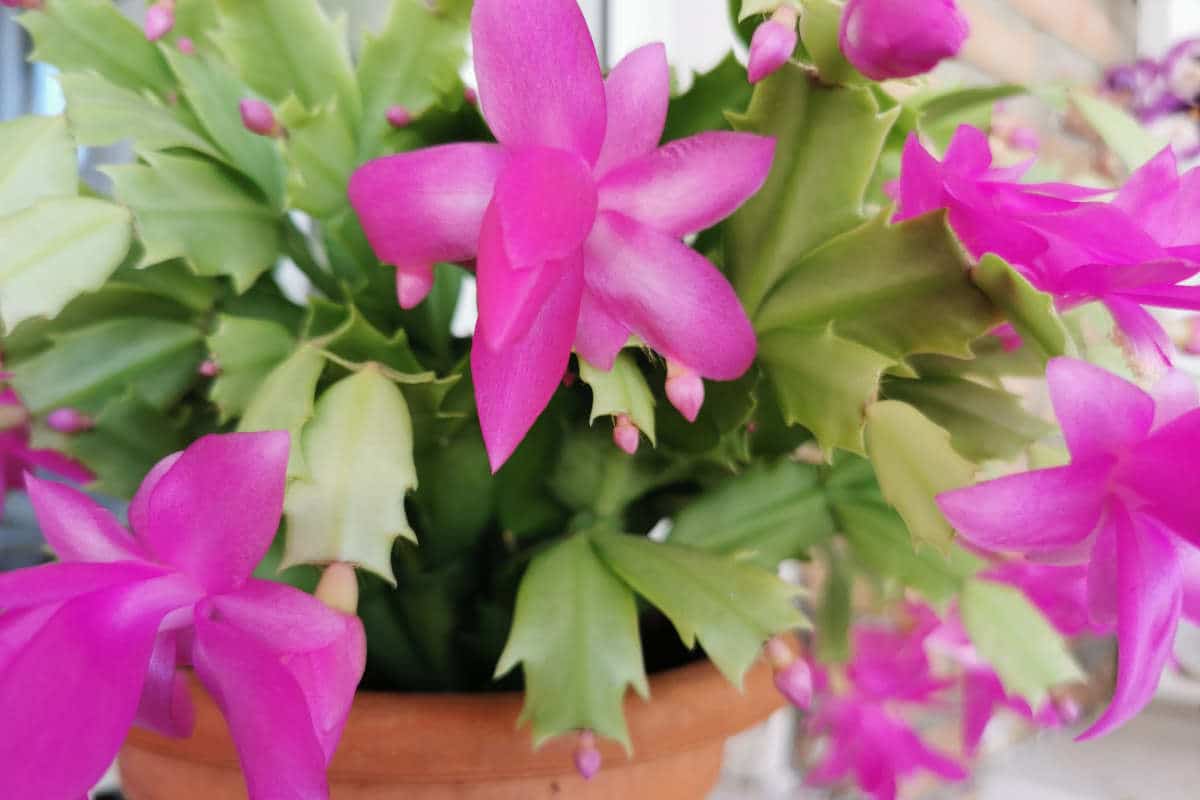 Christmas cactus - Schlumbergera