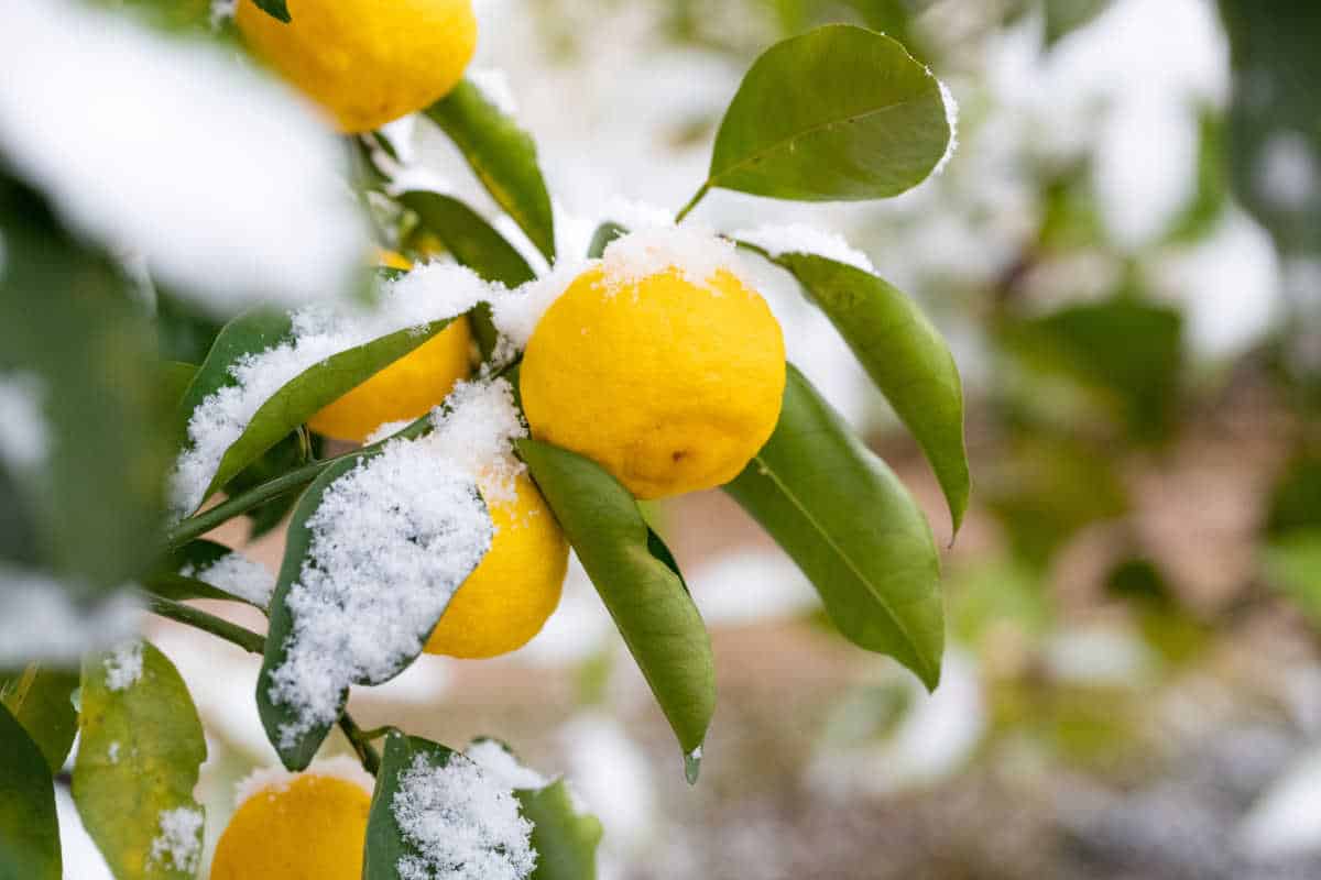 Cold tolerance Citrus Trees