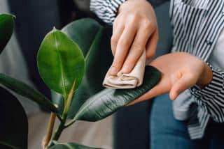 How to Clean the Leaves of Houseplants