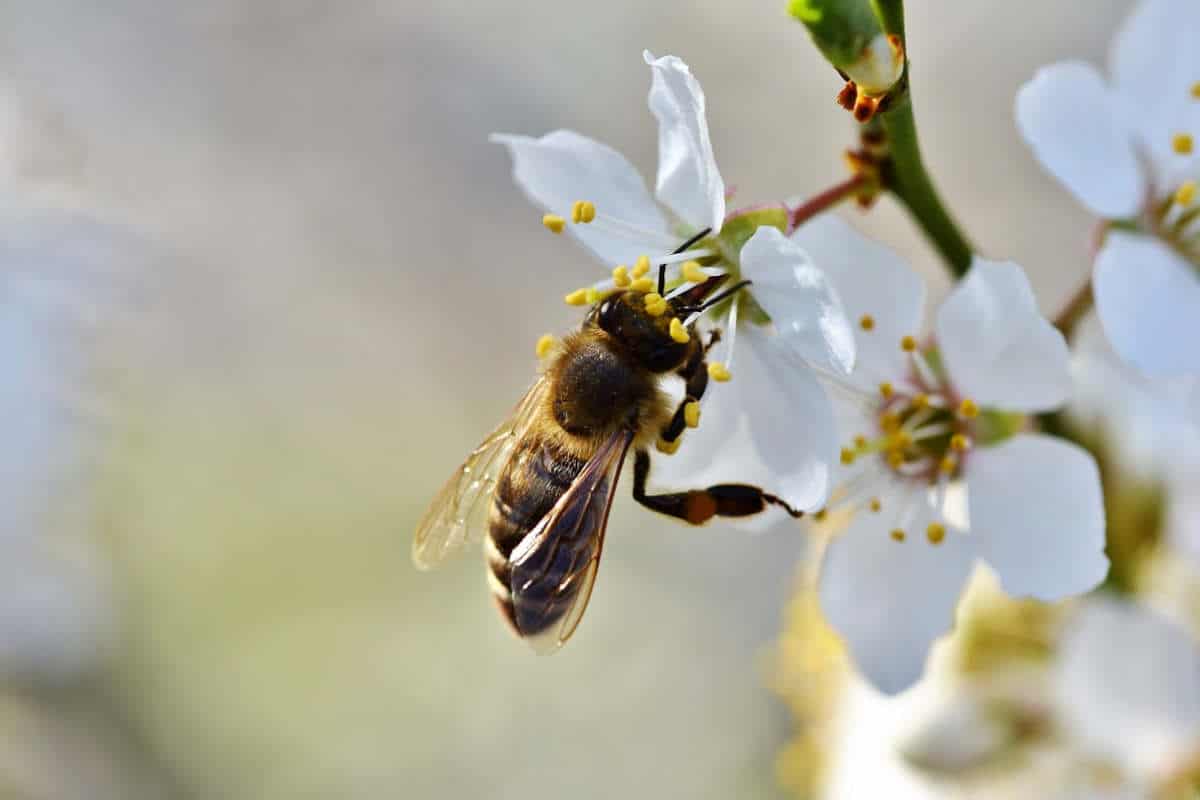 Impact of insecticides on garden butterflies and bumblebees