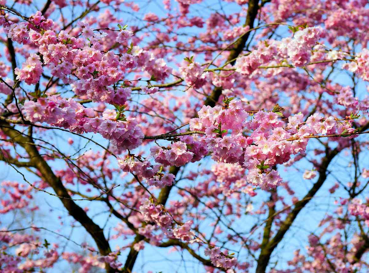 Japanese cherry - Prunus serrulata