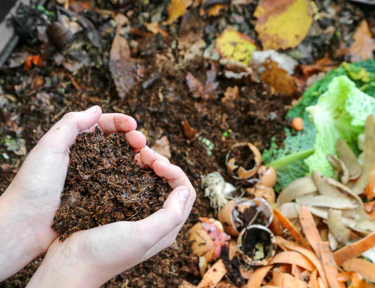 Natural fertilizer homemade