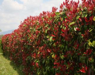 Photinia hedge