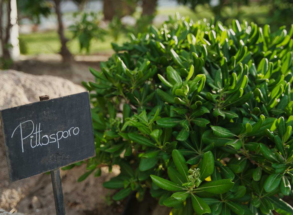 Pittosporum - Cheesewood