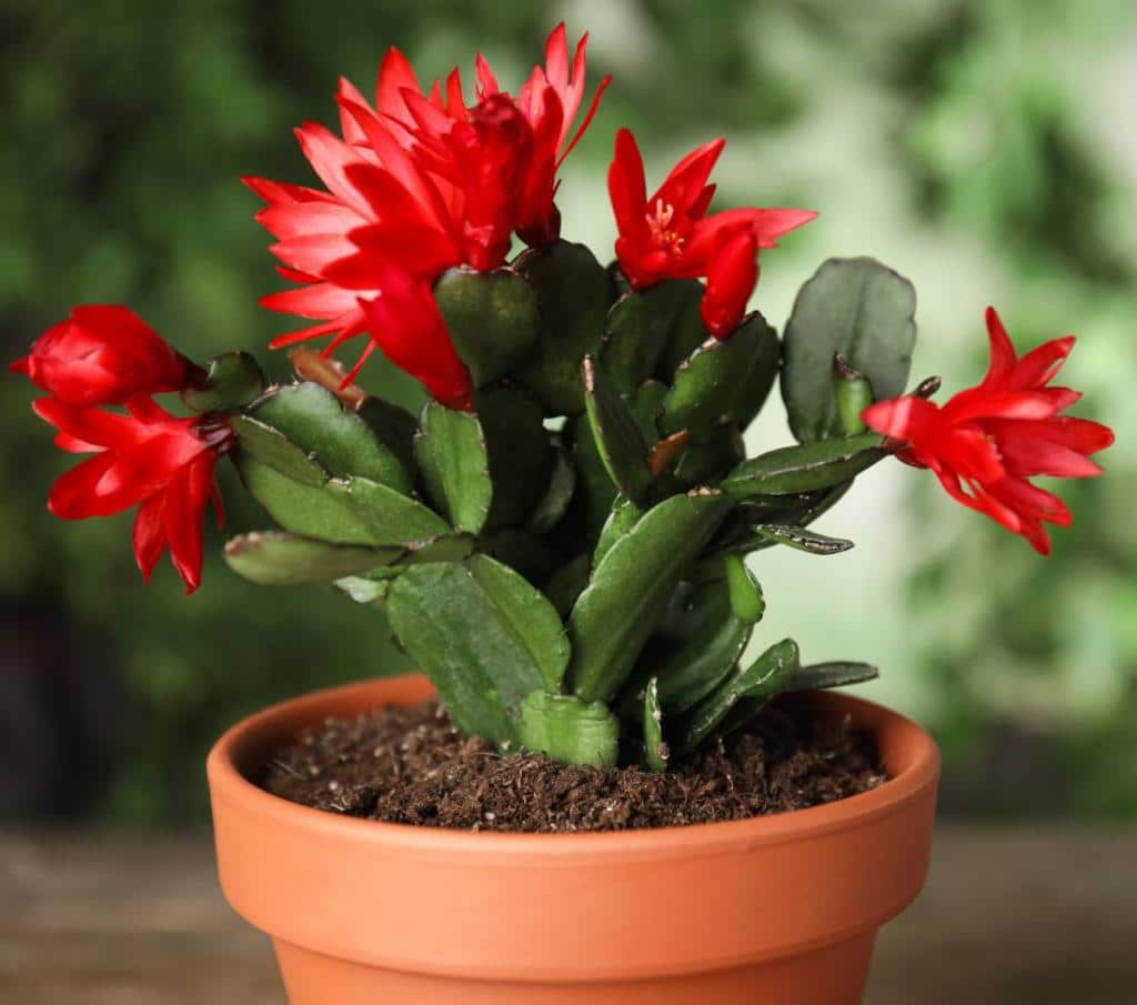 Schlumbergera christmas cactus how to care and blooming