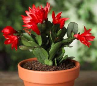 Planting and Repotting Christmas cactus - schlumbergera