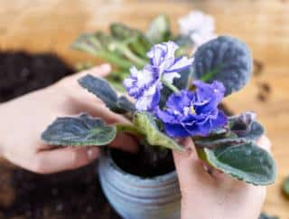 Planting, repotting African violet