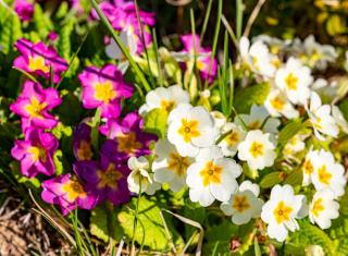 Primrose - Primula