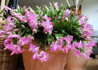 Schlumbergera - Christmas cactus