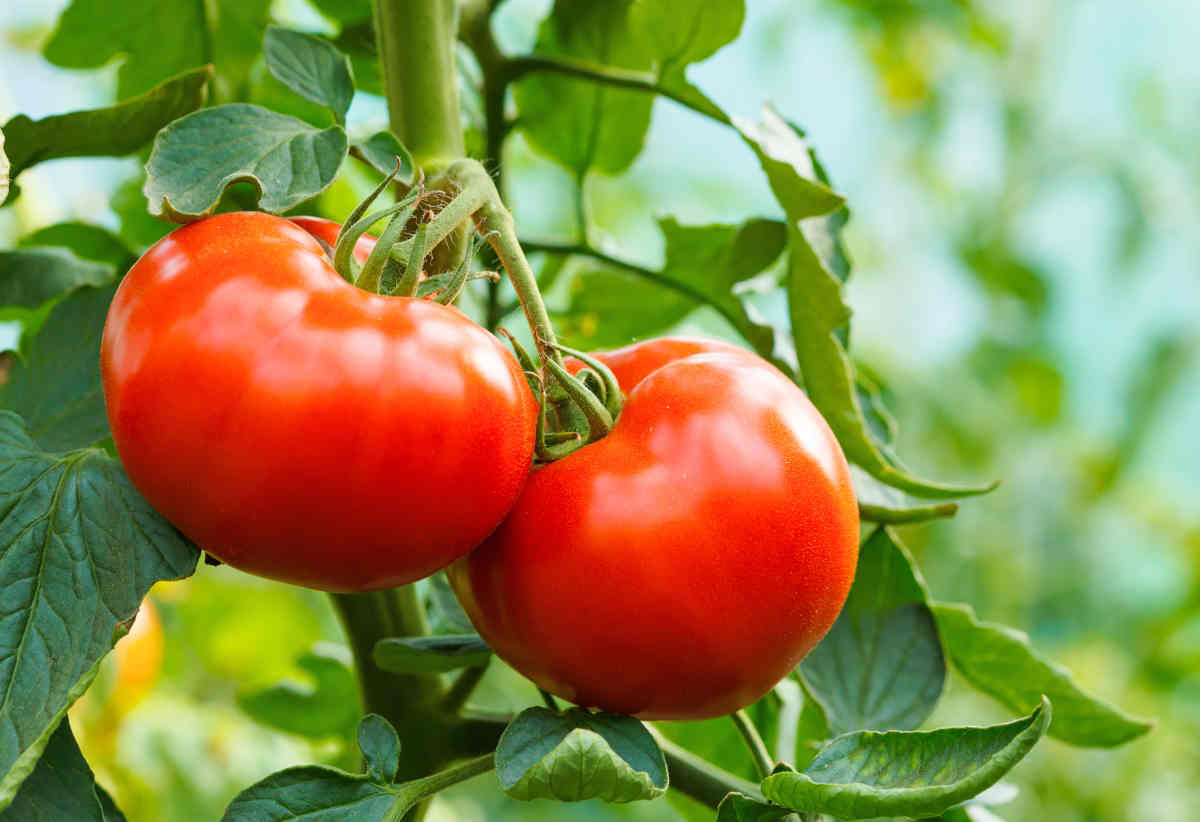 Tomatoes plant