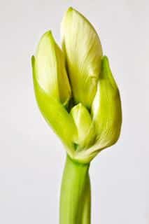Amaryllis flower bud