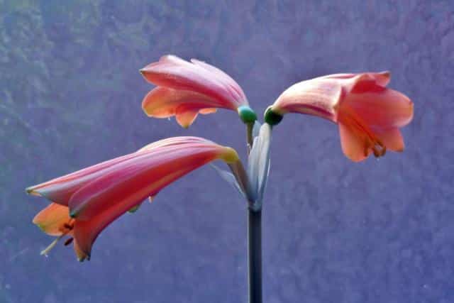 Amaryllis fertilizer