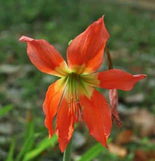 Amaryllis flower wilting