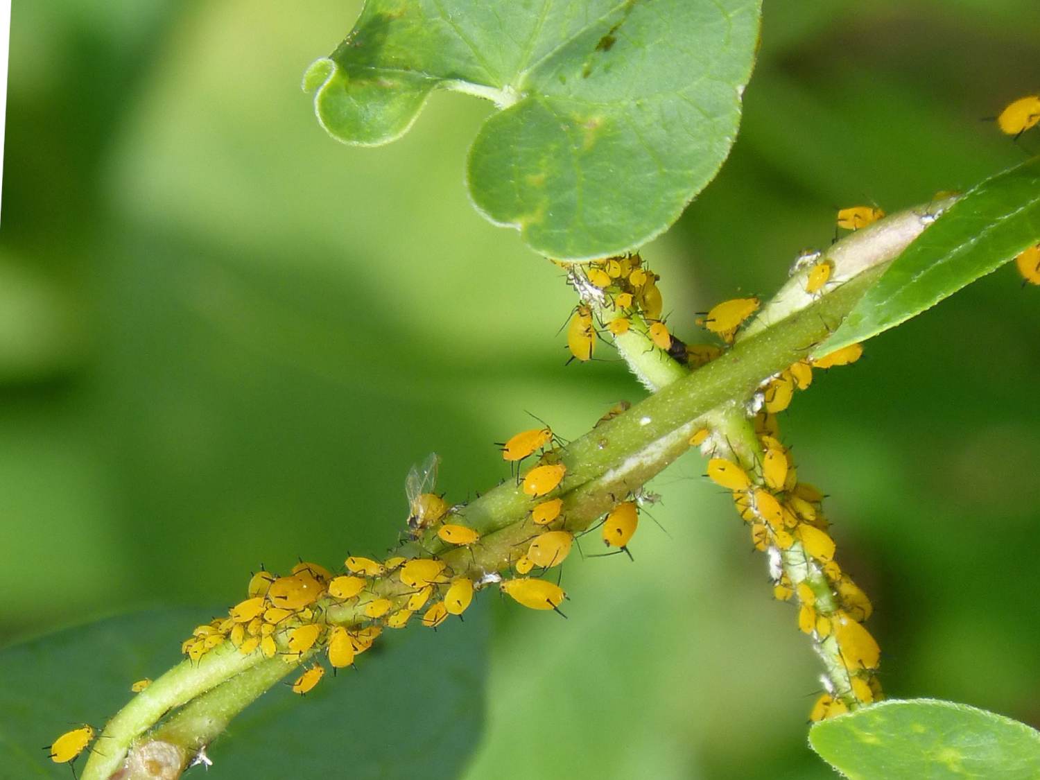 Nasturtium against aphids