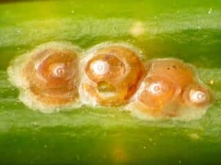 Armored scale insects
