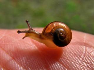 Baby snail