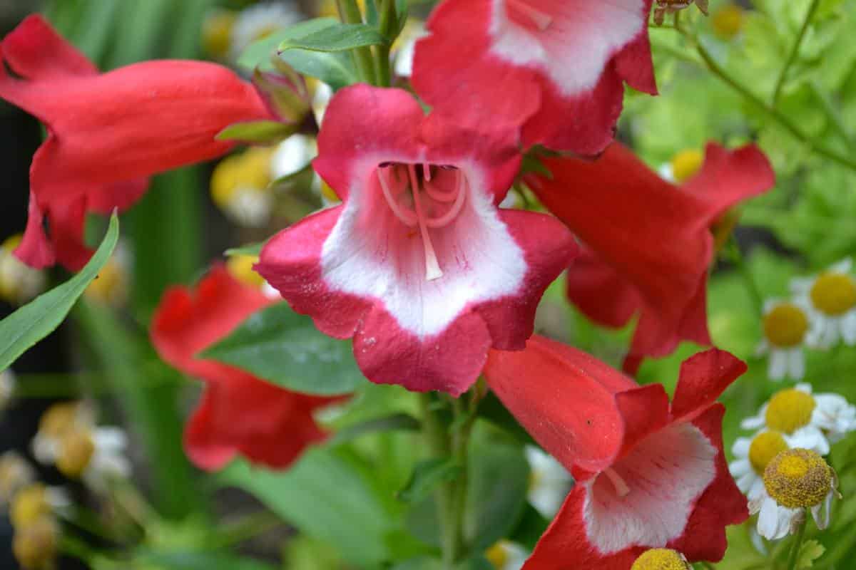 beardtongue - penstemon