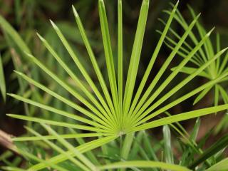 Saw palmetto benefits