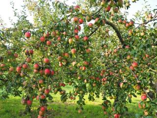 Climate for apple tree