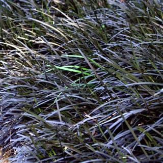 Ophiopogon black grass