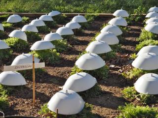 Blanching escarole