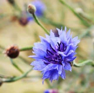 Blue cornflower benefits